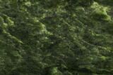 Polished Canadian Jade (Nephrite) Slab - British Colombia #112741-1